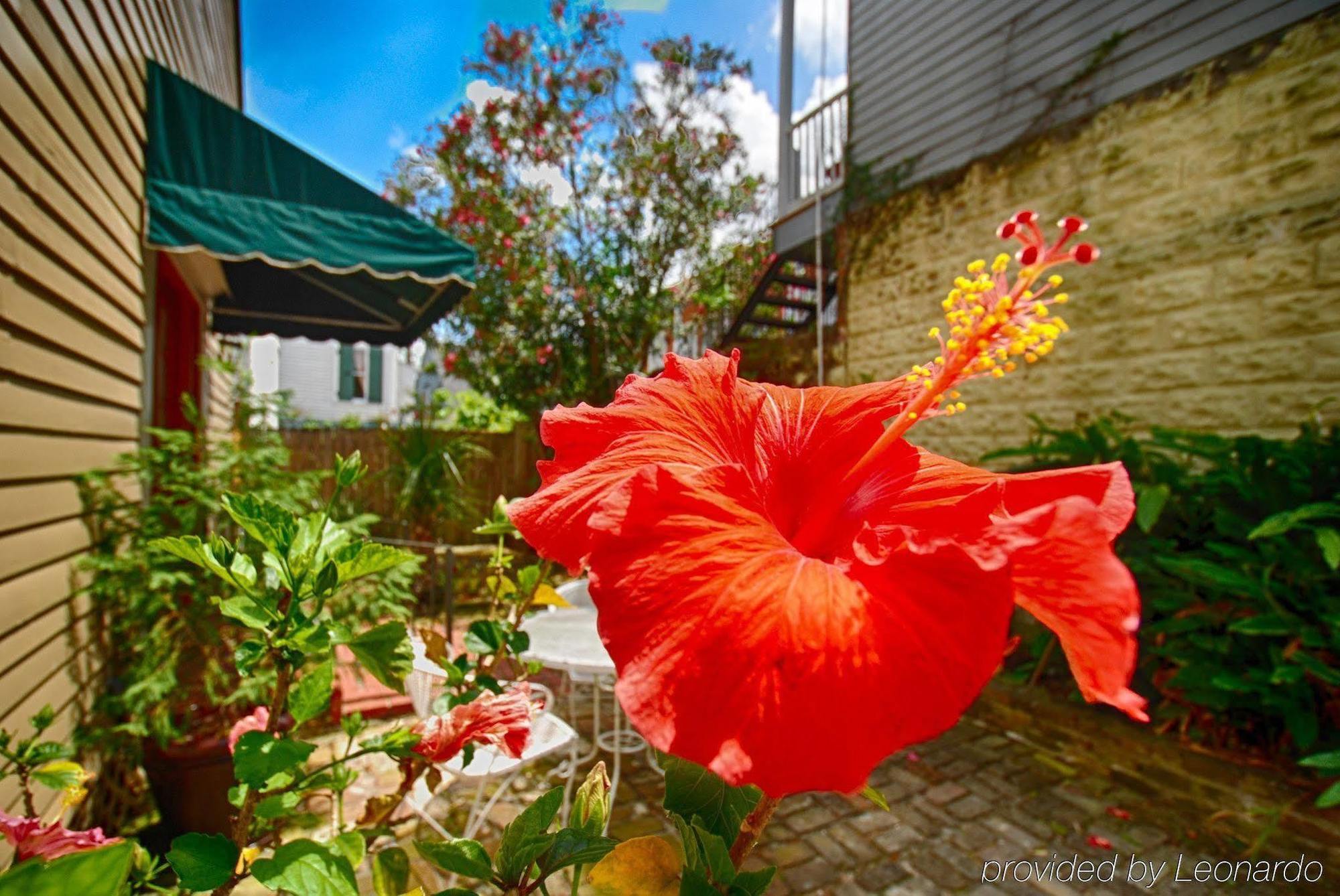 Lamothe House Hotel A French Quarter Guest Houses Property New Orleans Eksteriør bilde